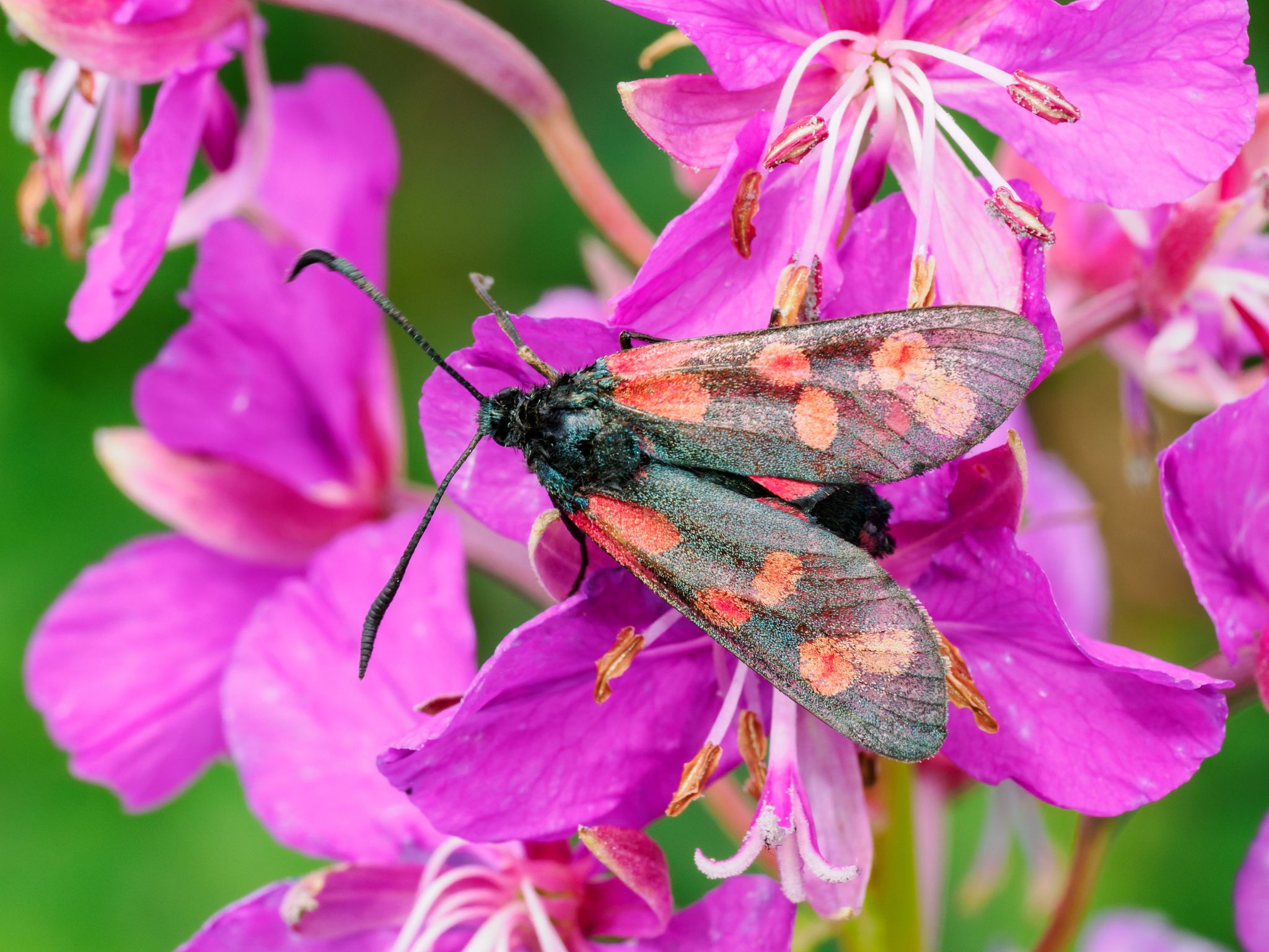 Sechsfleck-Widderchen Zygaena filipendula